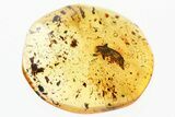 Fossil Soft-Winged Flower Beetle (Melyridae) in Baltic Amber #367417-1